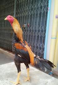 AYAM BANGKOK: WARNA BULU AYAM BANGKOK YANG BERKELAS
