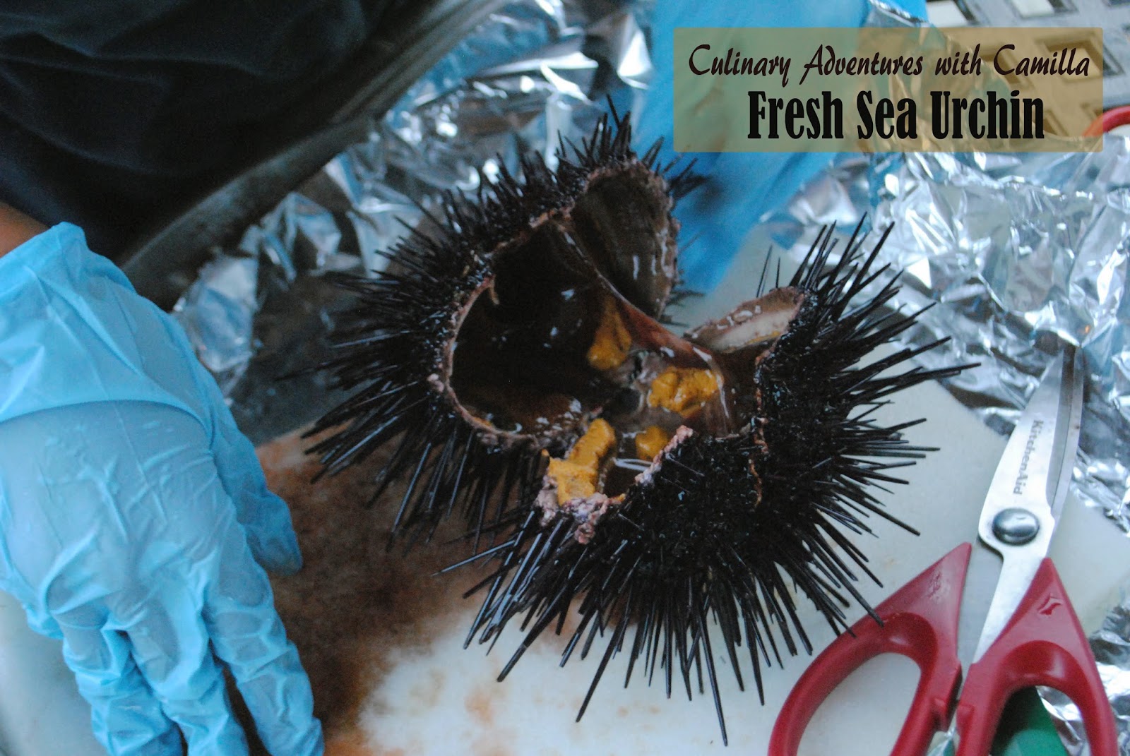 How to Cleaning a Sea Urchin