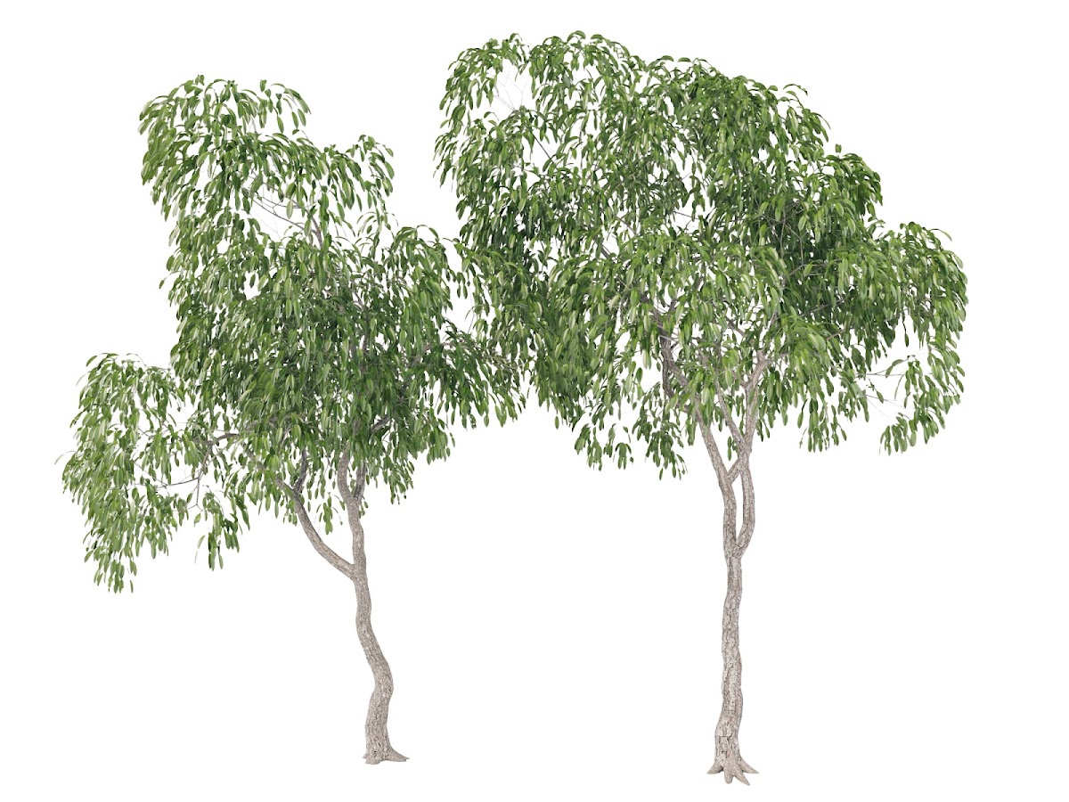 Ficus Tree - CG Vertex