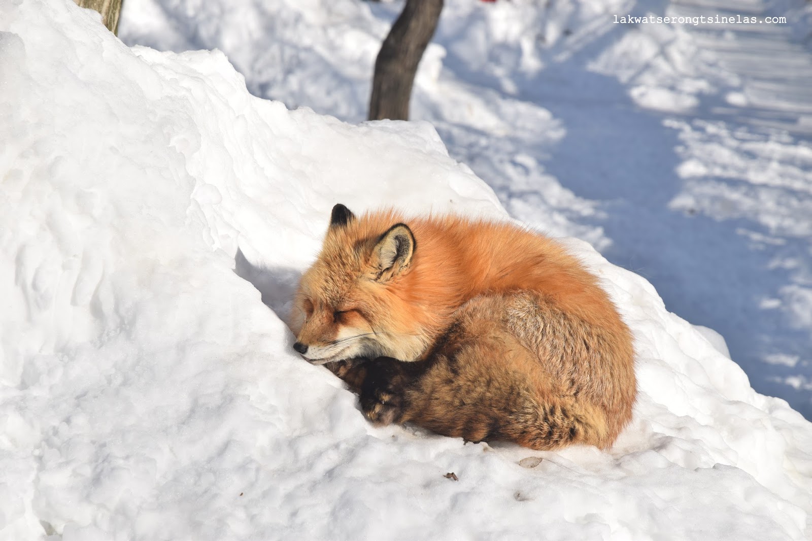 ONE WINTER AT MIYAGI ZAO FOX VILLAGE OF JAPAN