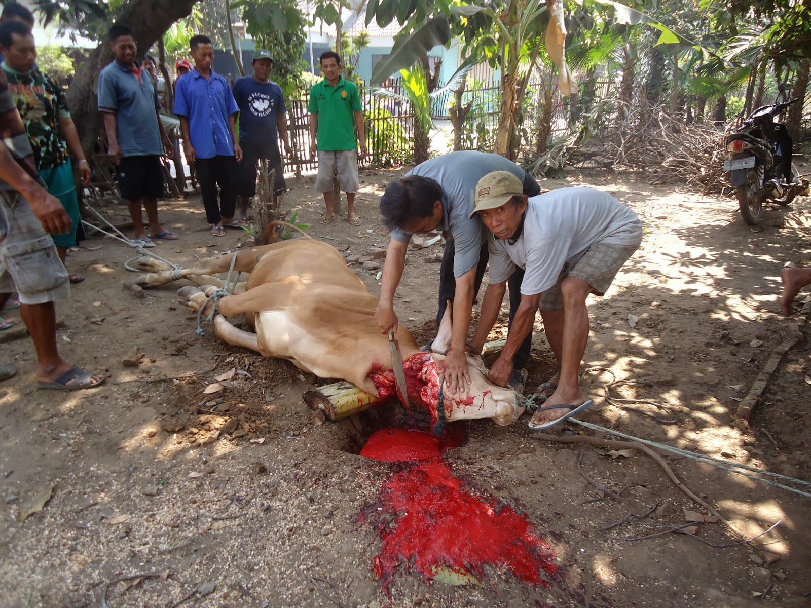 Bacaan Doa Rasulullah ketika Menyembelih Hewan Kurban
