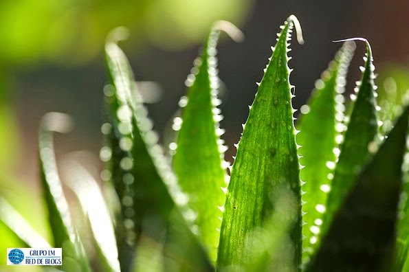 Comunicación de las plantas