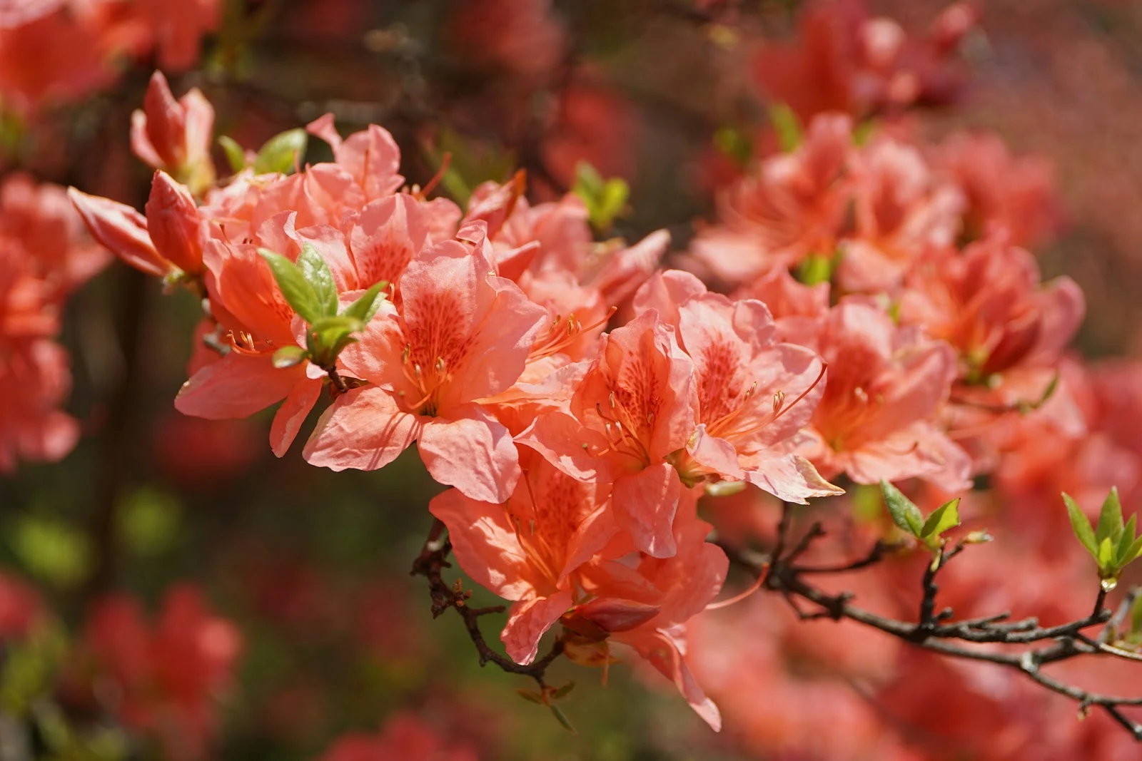 山躑躅の花