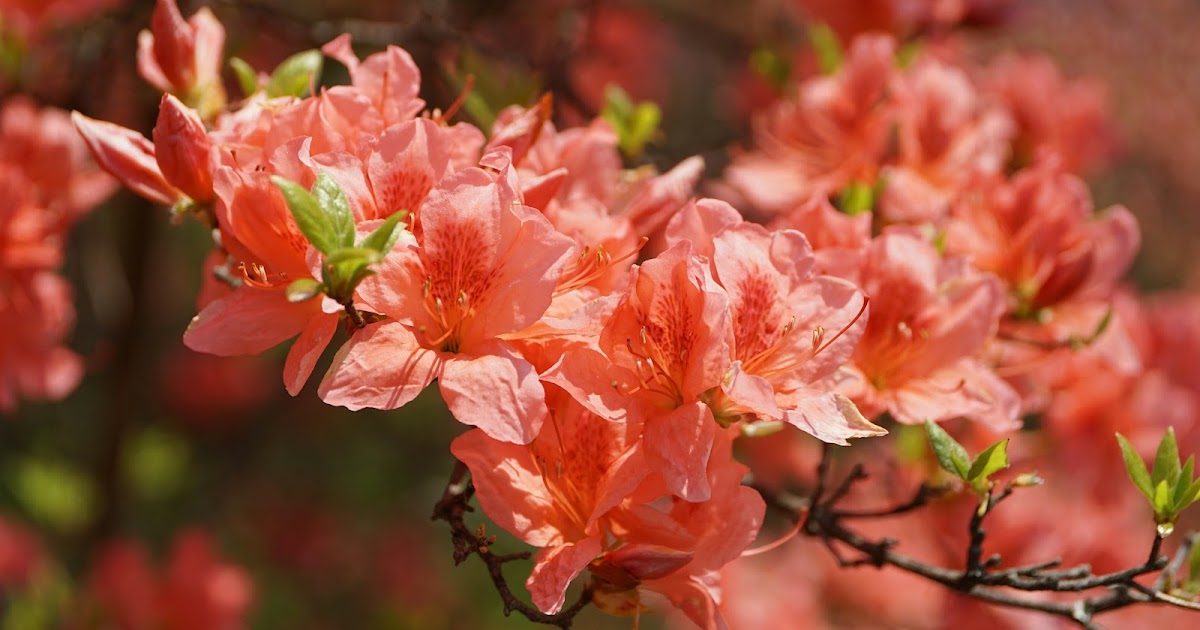  1816年: ヨーロッパに夏がなかった年