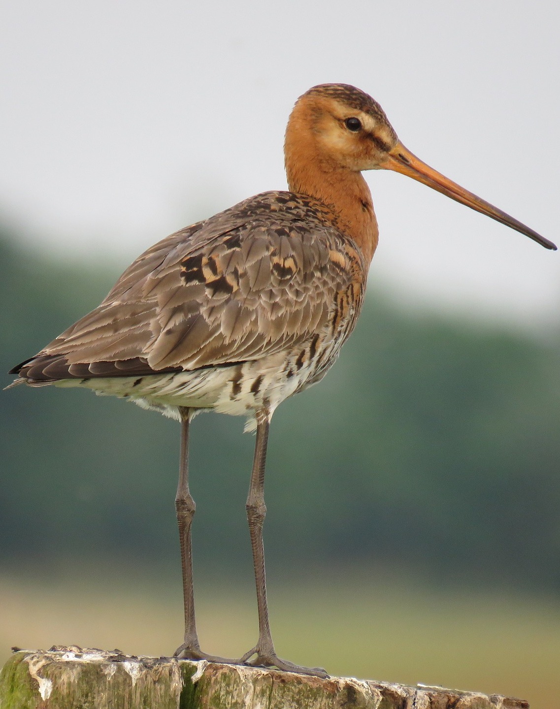  Picture of a black-tailed godwit.