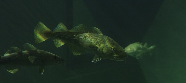 CULTURA, museu, museum, aveiro, blog de moda em aveiro http://modanosapatinho.blogspot.pt/