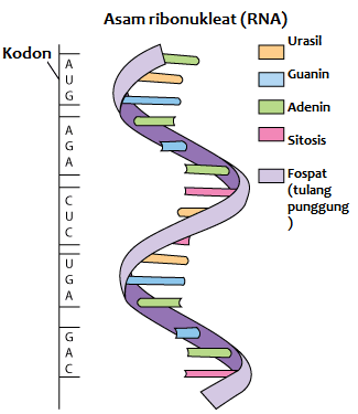Jenis-Jenis Molekul RNA - Info Pendidikan dan Biologi