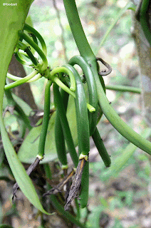 Green vanilla bean growing - Grüne, frische Vanille Schote