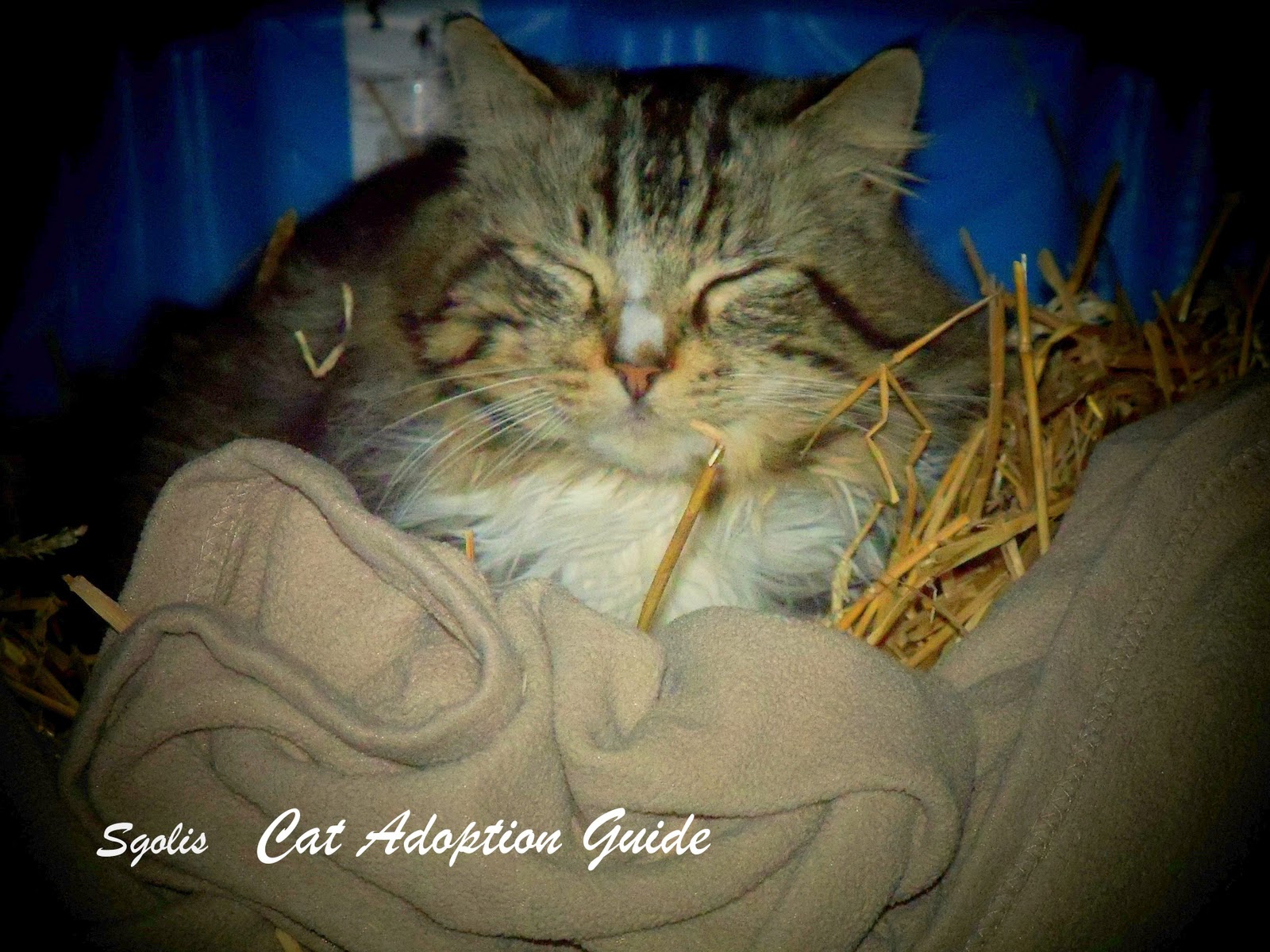 Cat Adoption Guide How to Keep Feral Cats Warm in Winter