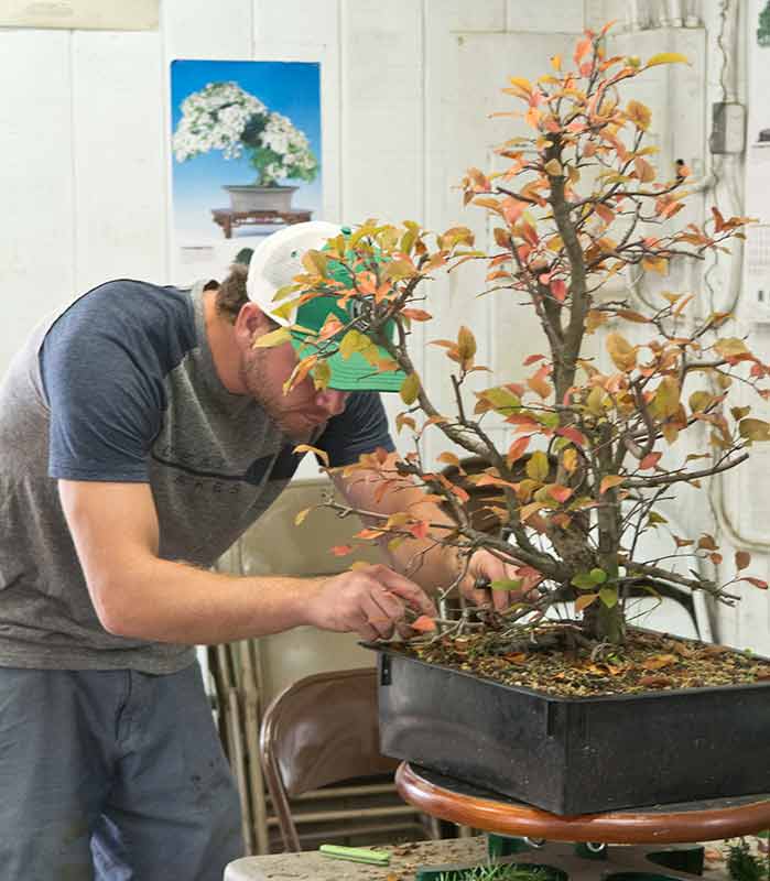 Walter Pall Bonsai Adventures The Flower market in Monroe; Michigan 2