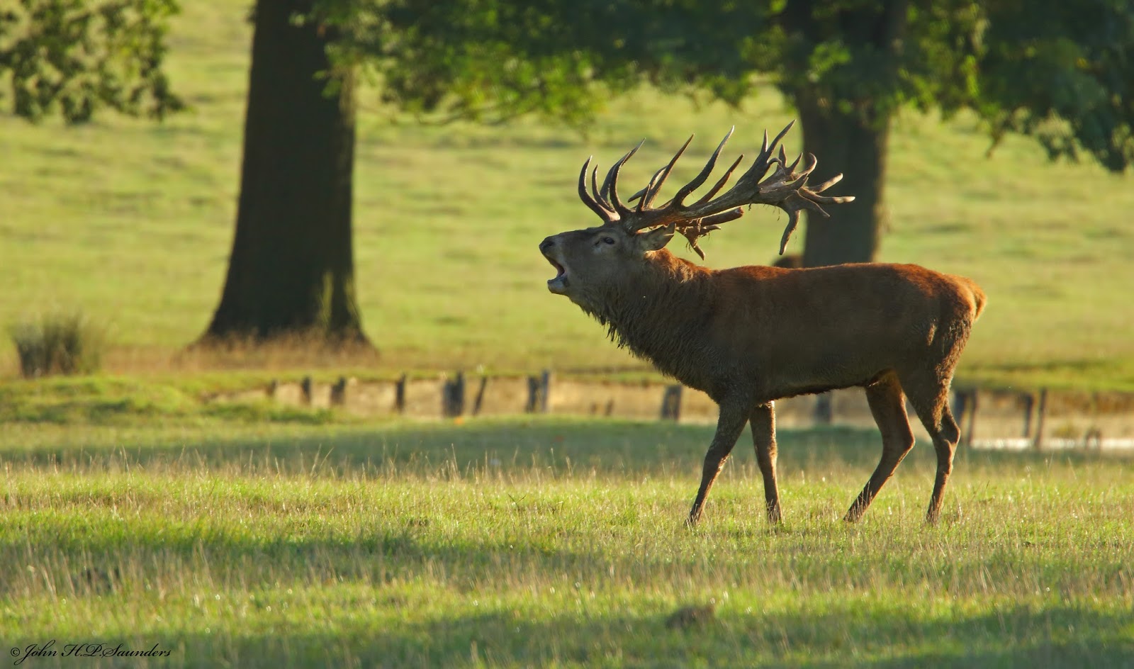Hedgeland Tales Red Deer rut at Woburn Abbey Deer Park, part 2