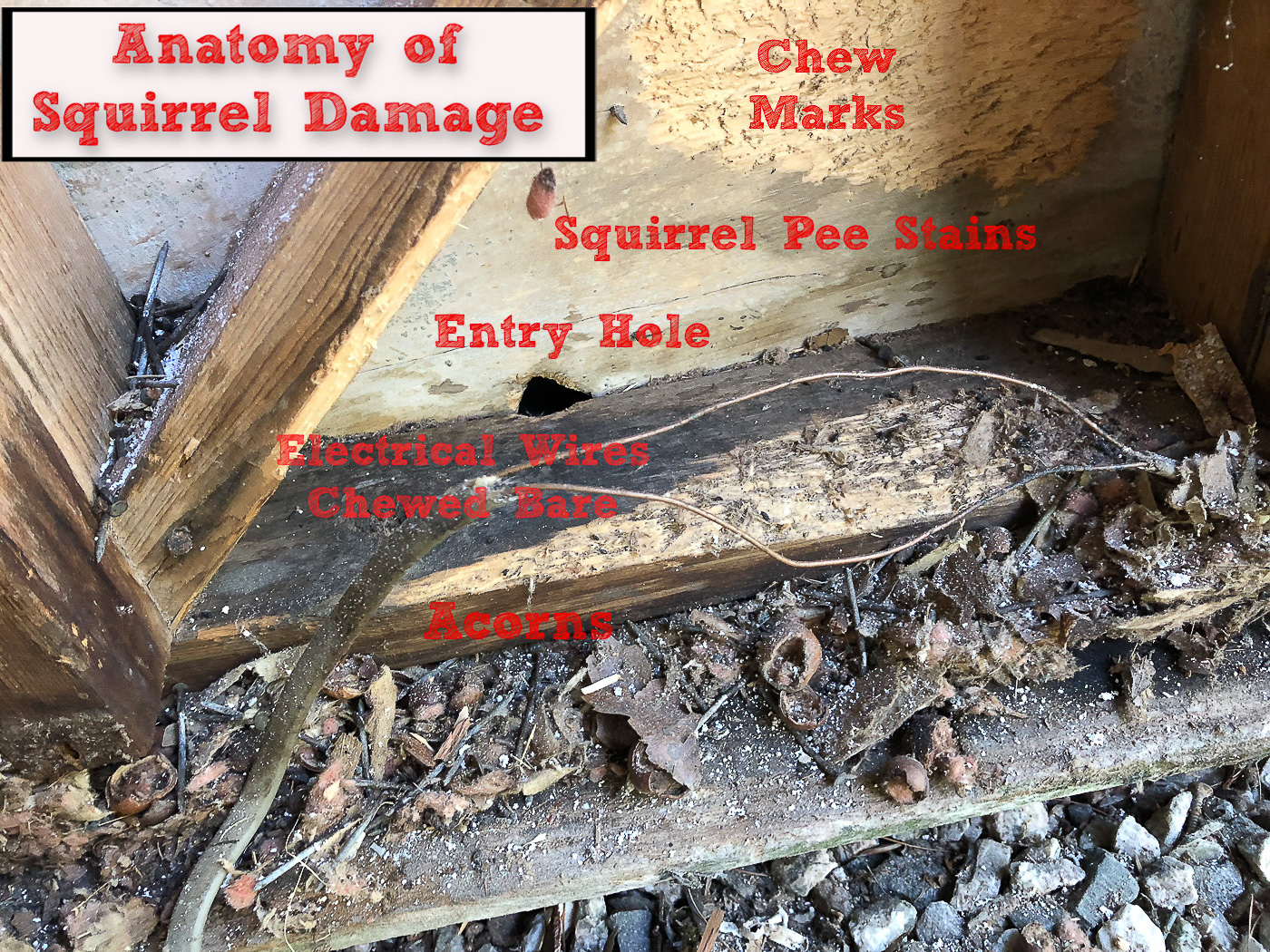 SoPo Cottage Renovation Realities and the Too Clever Squirrels