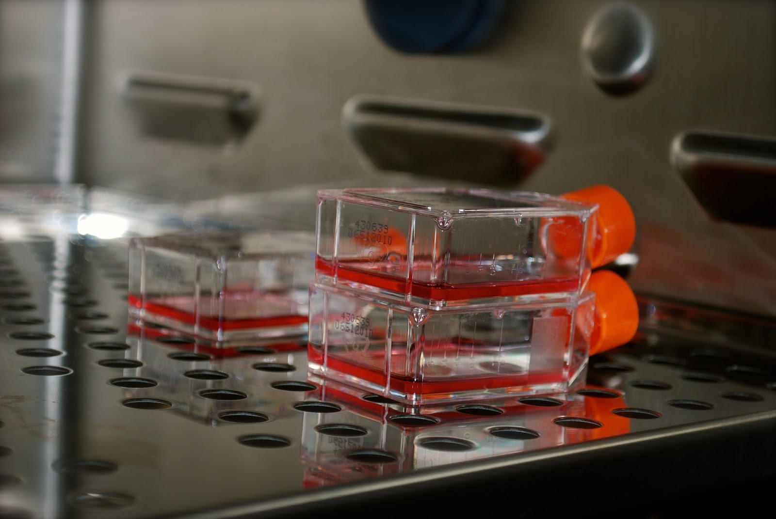 Cell Culture with Cellwyn Training in the Lab Thawing the