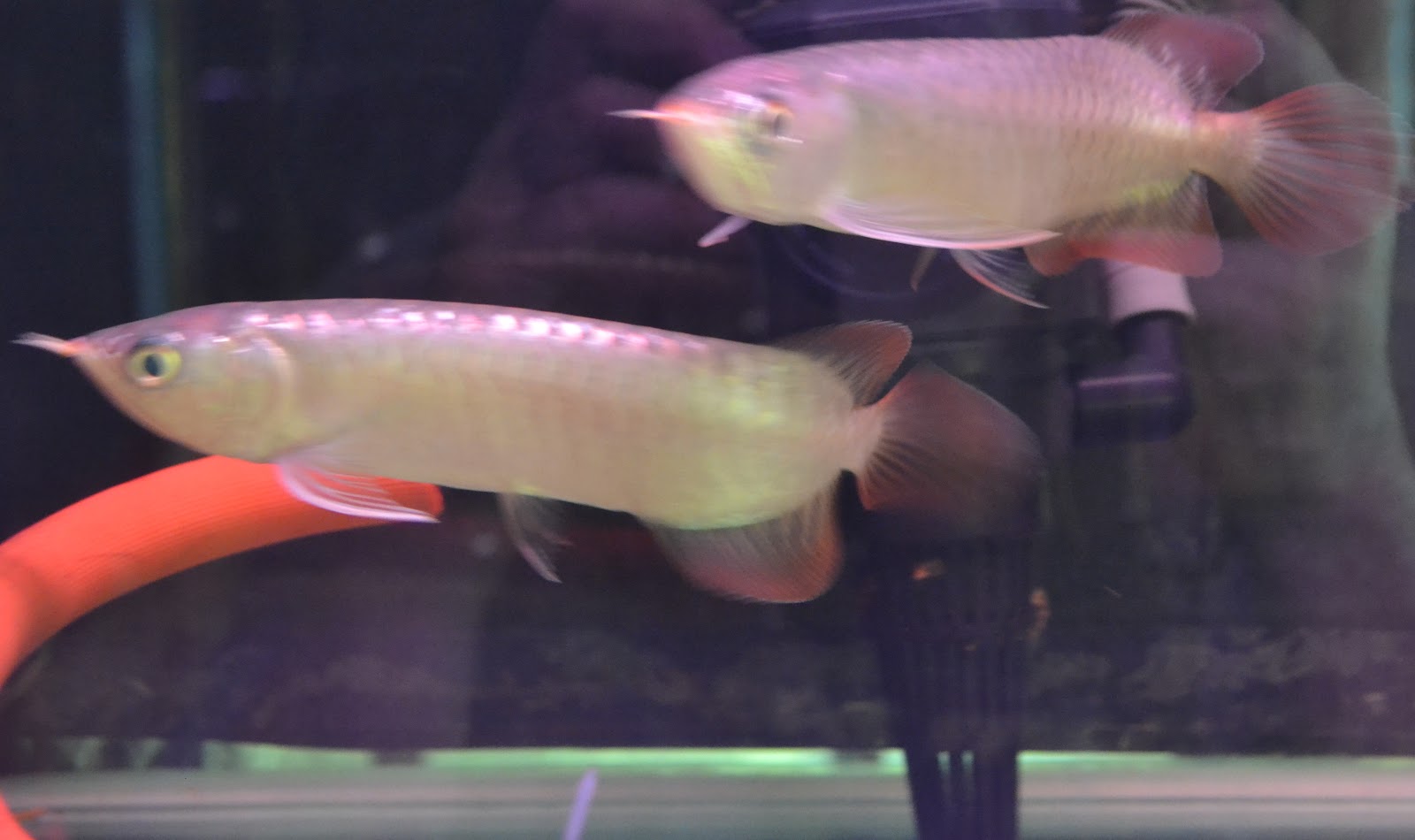 ASSAKINAH AROWANA Baby Chili Red Arowana 5 inches