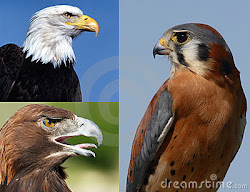 prey birds sweet unknown posted