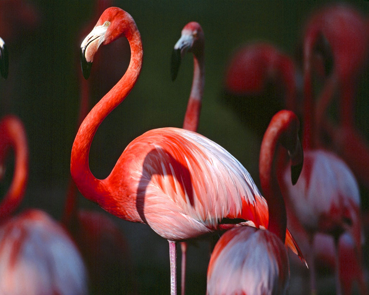 Best Jungle Life Flamingos Birds & Flamingos Bird Pics