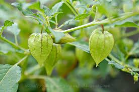 14 Khasiat Tanaman Obat Daun Duduk dalam bahasa daerah di kenal dengan berbagai nama diantaranya daun duduk 14 Khasiat Tanaman Obat Daun Duduk