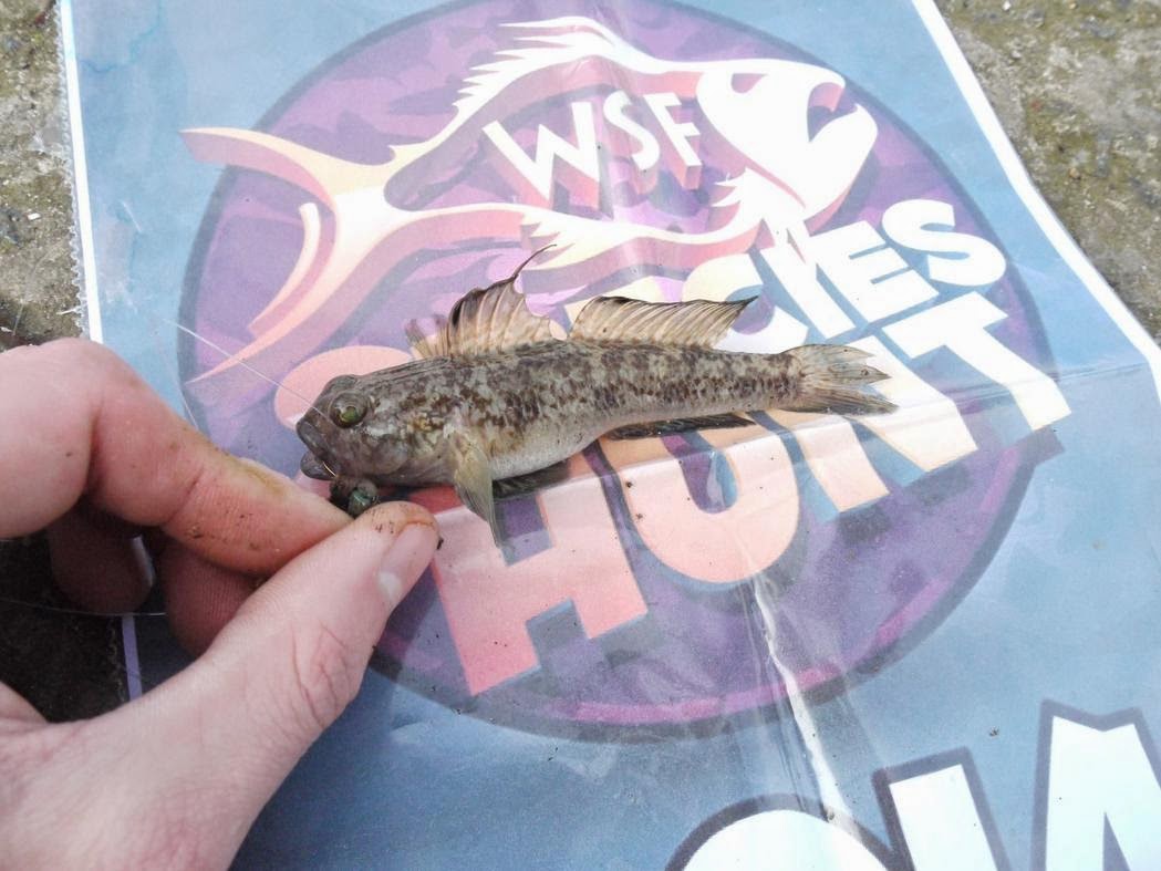 Fishing Jersey Channel Islands WSF Species Hunt Shore 2014