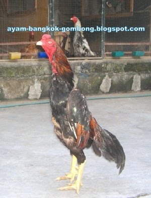 Menghilangkan Penyakit Bubul Kaki Ayam Bangkok Gambar Sakit