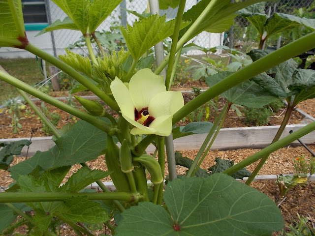 Florida Bee Farm: Papayas, Okra and getting ready for fall gardening How To Grow Okra In Florida