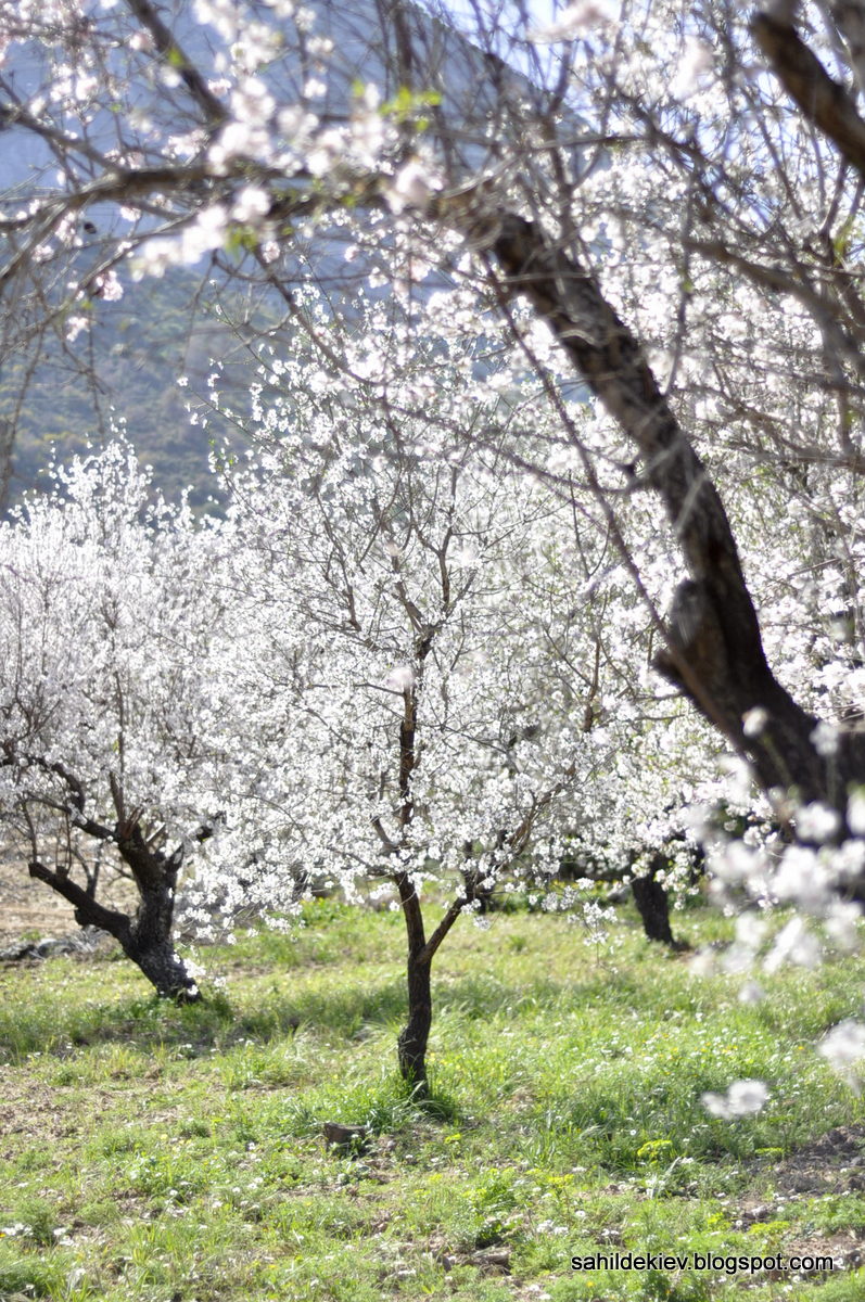Sahildeki Ev Badem çiçekleri eşliğinde bana Datça hakkında en çok