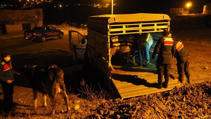 Bozkır'da 6 Büyükbaş Hayvanı Çaldığı İleri Sürülen 4 Şüpheli Yakalandı.