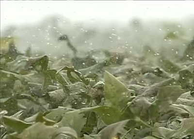 Reportagem: Agricultores de Goiás usam água da chuva para irrigação