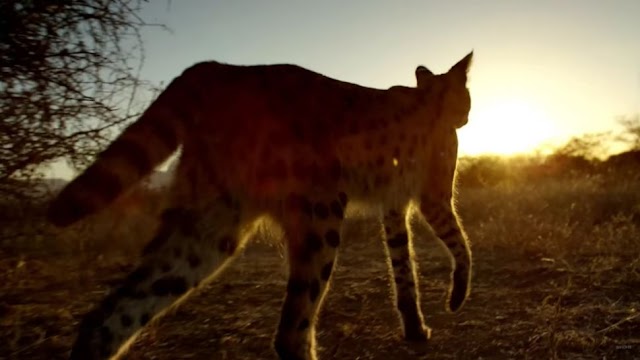 How to Watch Planet Earth 2 in 4K HDR