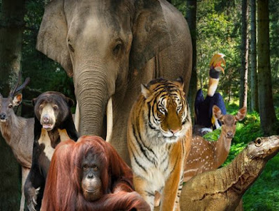 Selayang Pandang - Sejarah Dan Informasi Kebun Binatang Ragunan Jakarta