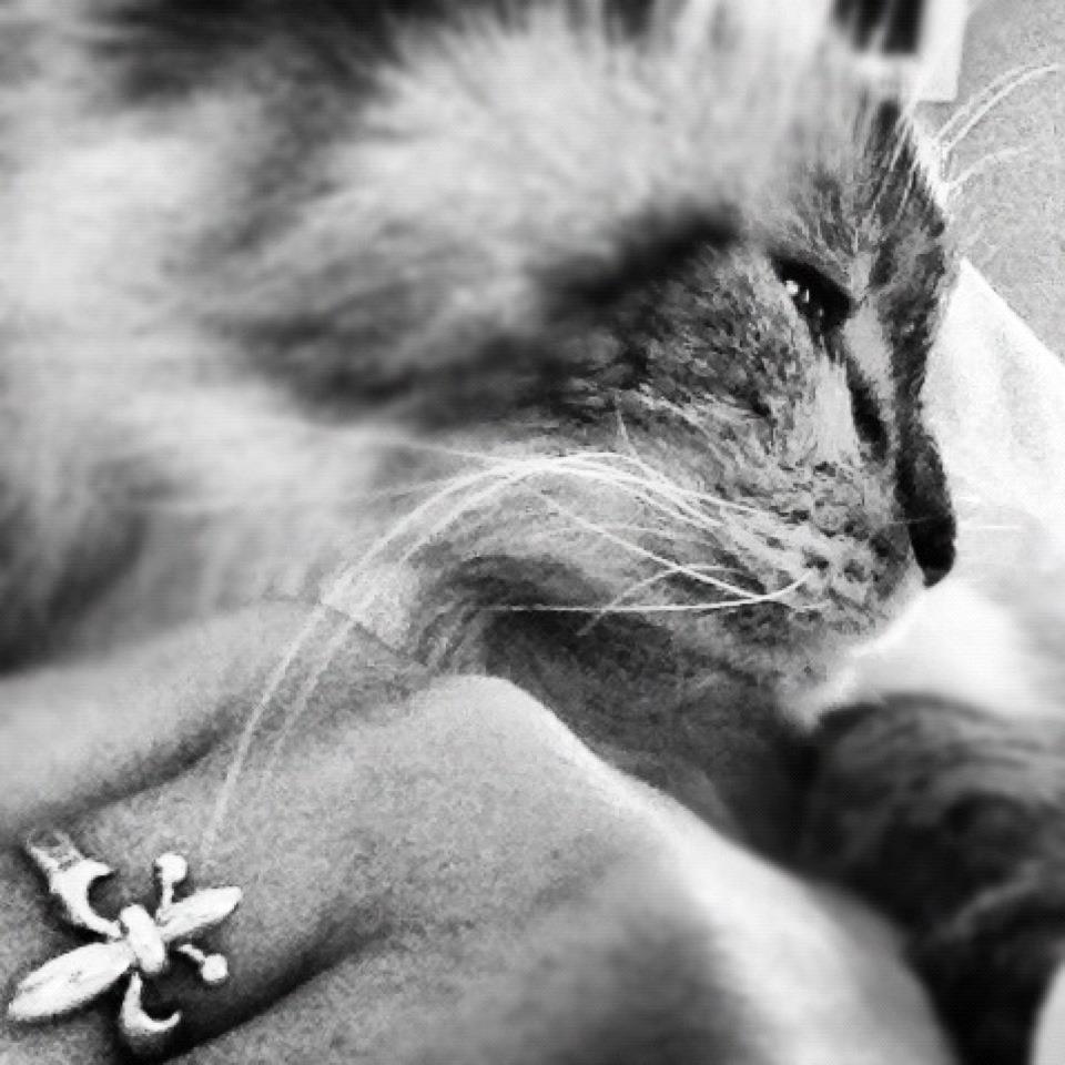 honey and horseshoes: The Mad Crapper