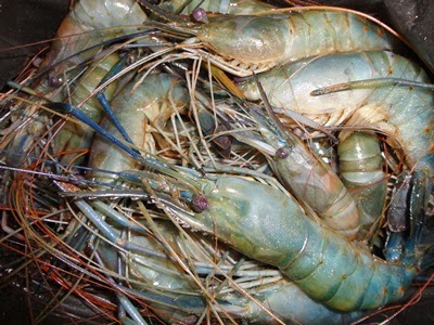 harga udang, gambar udang