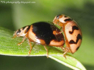 Ladybugs Mating Picture