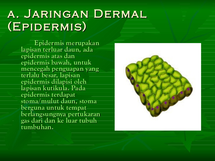 Sistem Jaringan Tumbuhan