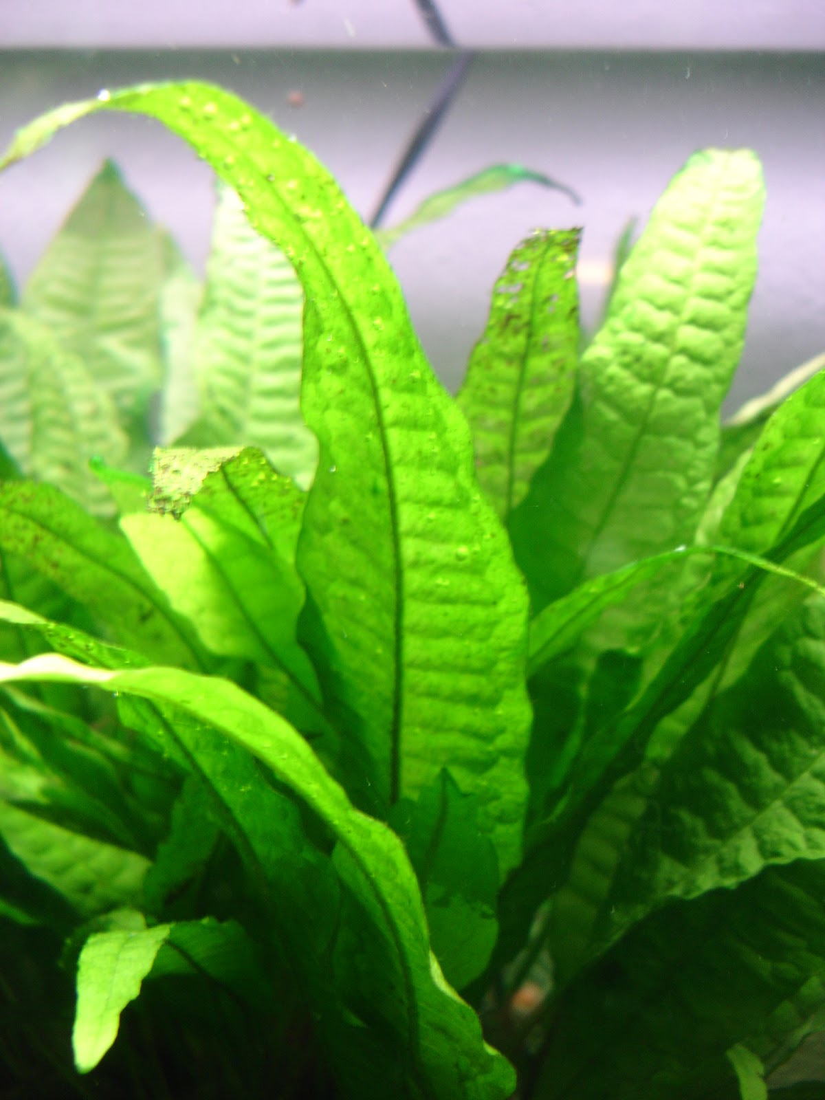 Peces y plantas ornamentales: Microsorum Pteropus - Helecho de Java
