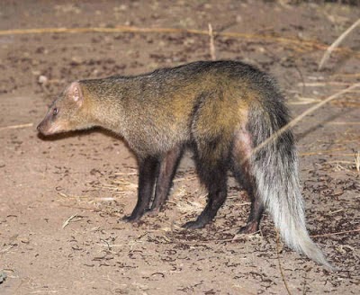 White tailed mongoose