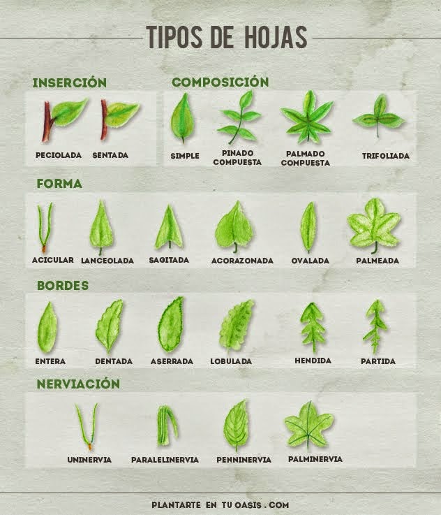 Hojas de arboles de diferentes formas - Imagui