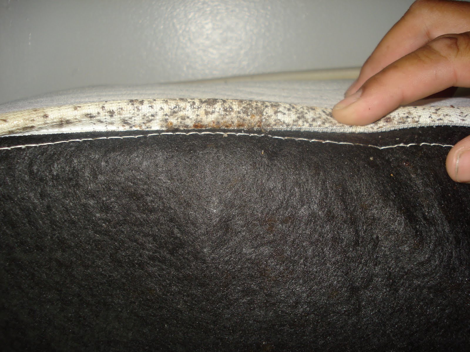 New York Pest Professional Roaches And Bed Bugs A Serious Problem