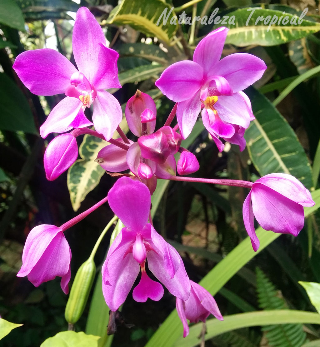 Galería de fotos de flores de Orquídeas