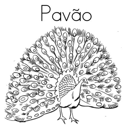 blog de geografia pavão desenho para imprimir e colorir