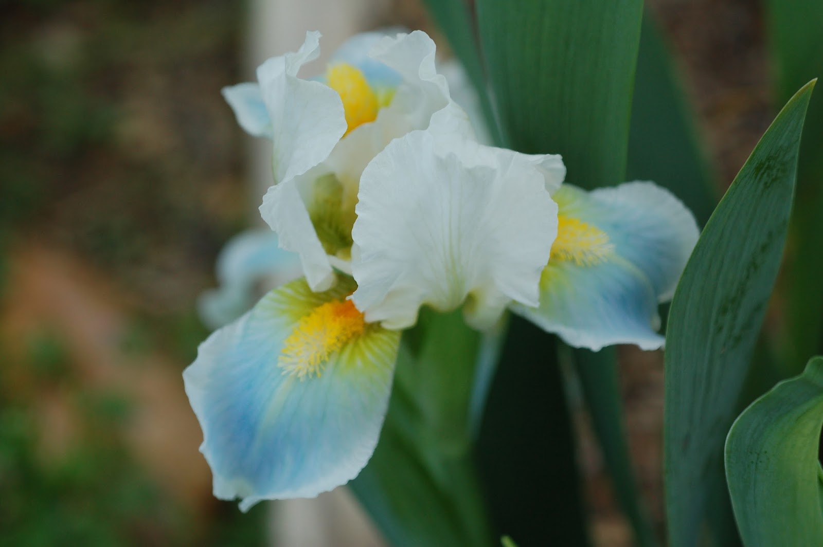 World of Irises Rebloom With the Dwarf Irises
