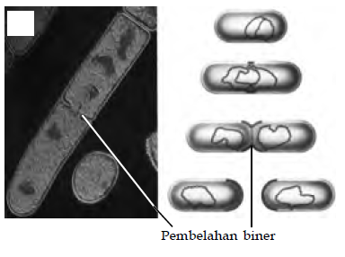 Buatlah Skema Reproduksi Bakteri Dengan Cara Pembelahan ...