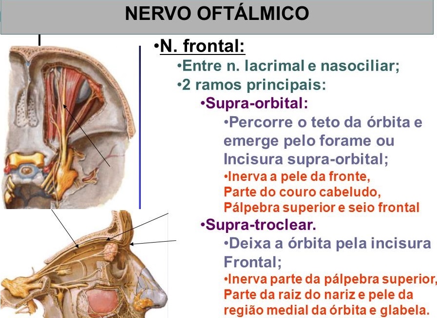 Qual é A Função Do Nervo óptico ENSINO