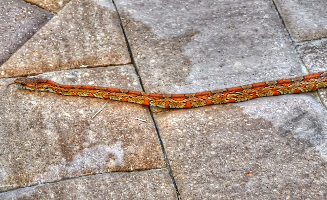 Red Rat Snake or Corn Snake