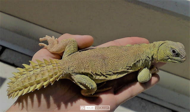 Dhabb, Binatang Reptil Yang Sering Disebut-sebut dalam Hadits