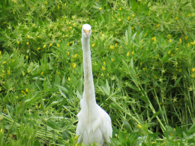 great egret