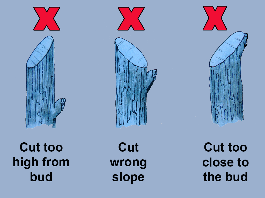 Durian Info Pruning Tools and How To Prune