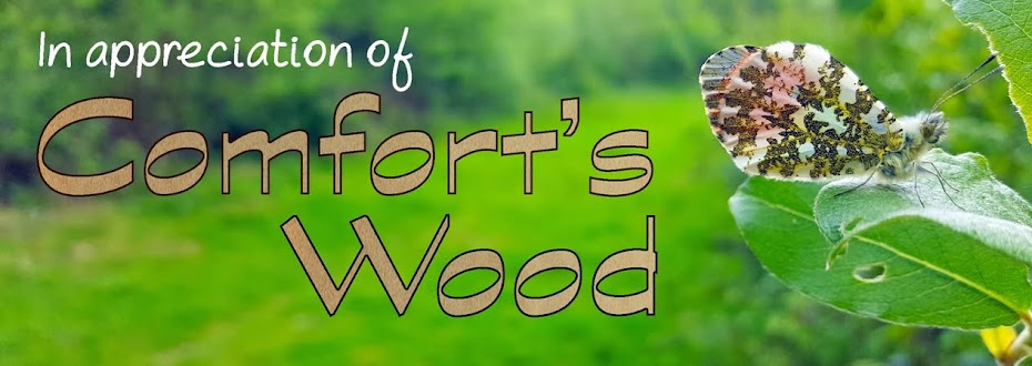 Comfort's Wood