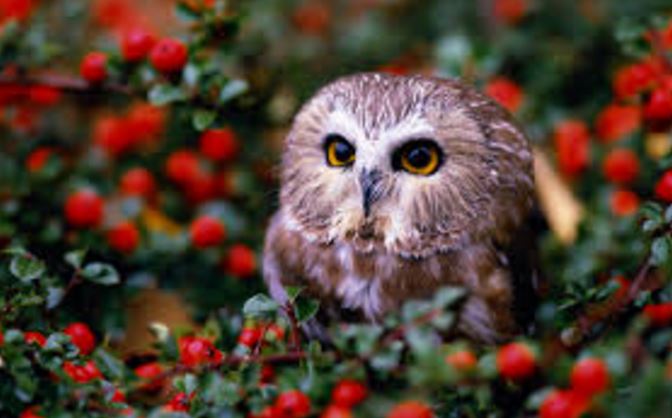 KUMPULAN GAMBAR FLORA FAUNA Foto Binatang Tumbuhan Flora