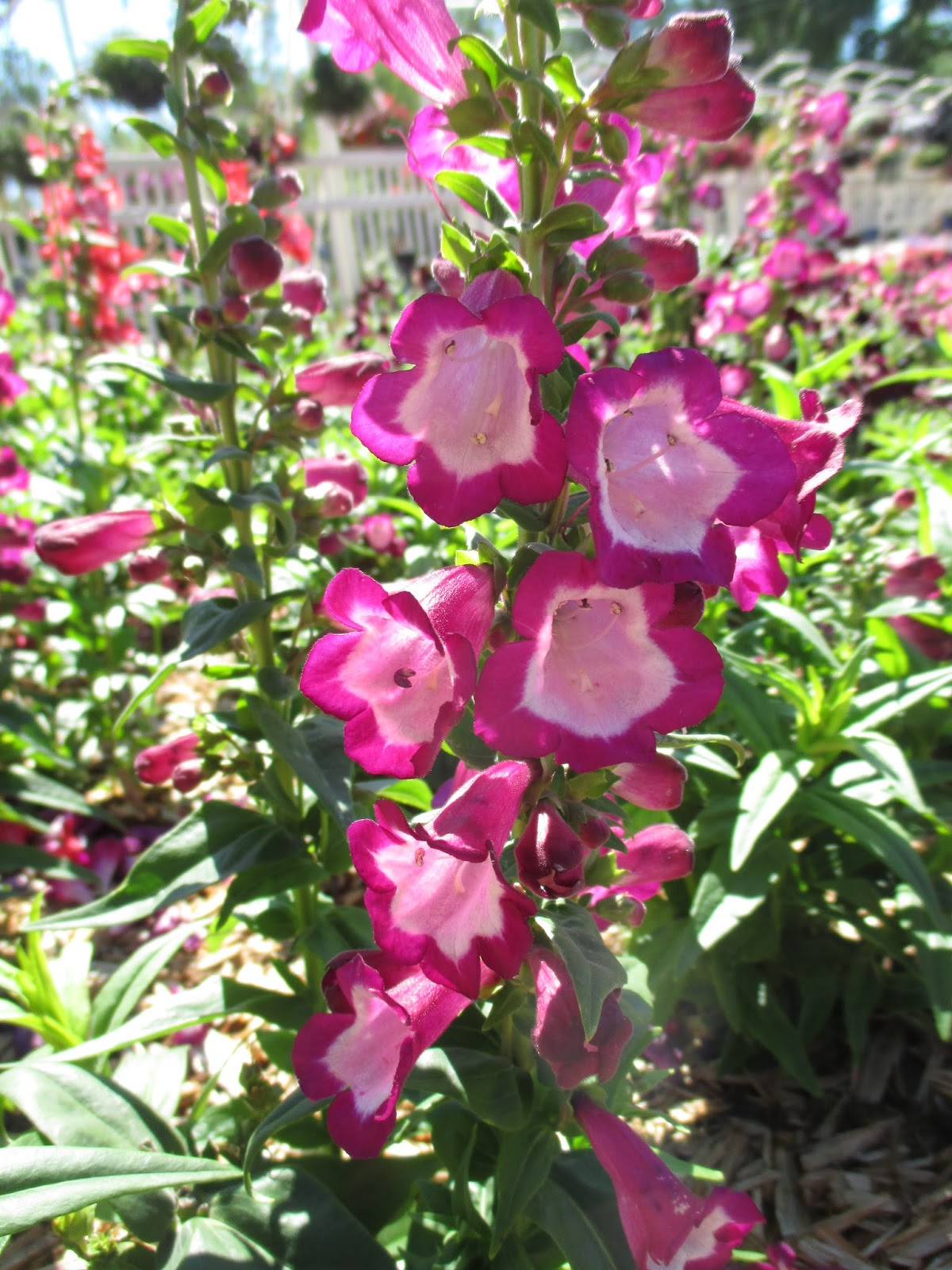 Rotary Botanical Gardens - Hort Blog: Penstemon for Hummingbirds!