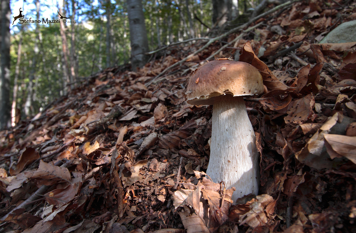 Stefano Mazzei wildlife photographer Tempo di funghi Porcini